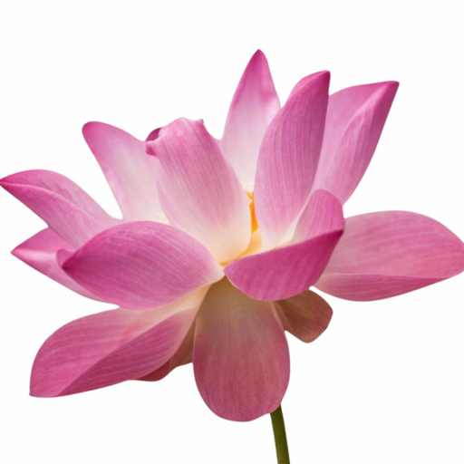 Vibrant Health Homeopathy